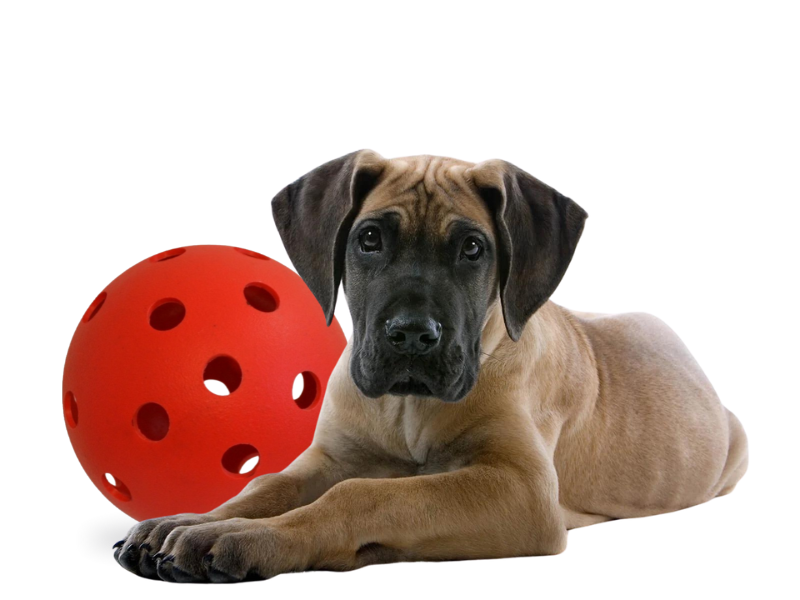 Dog with Robust a Ball 1