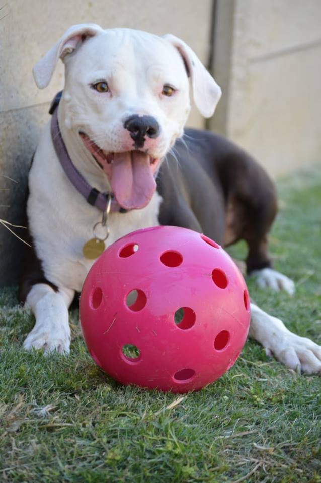 G 3 Pitbull Pink 3