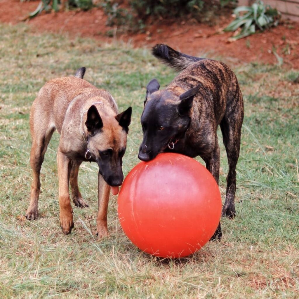 Herding 50cm Robust a Ball