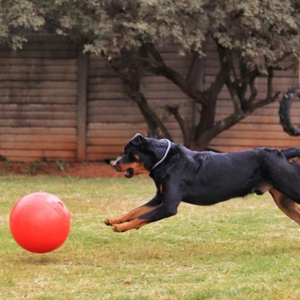 Robust a Ball Herding Ball
