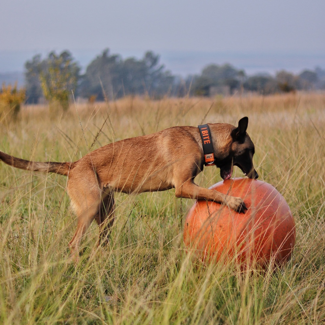 Herding Robust a Ball