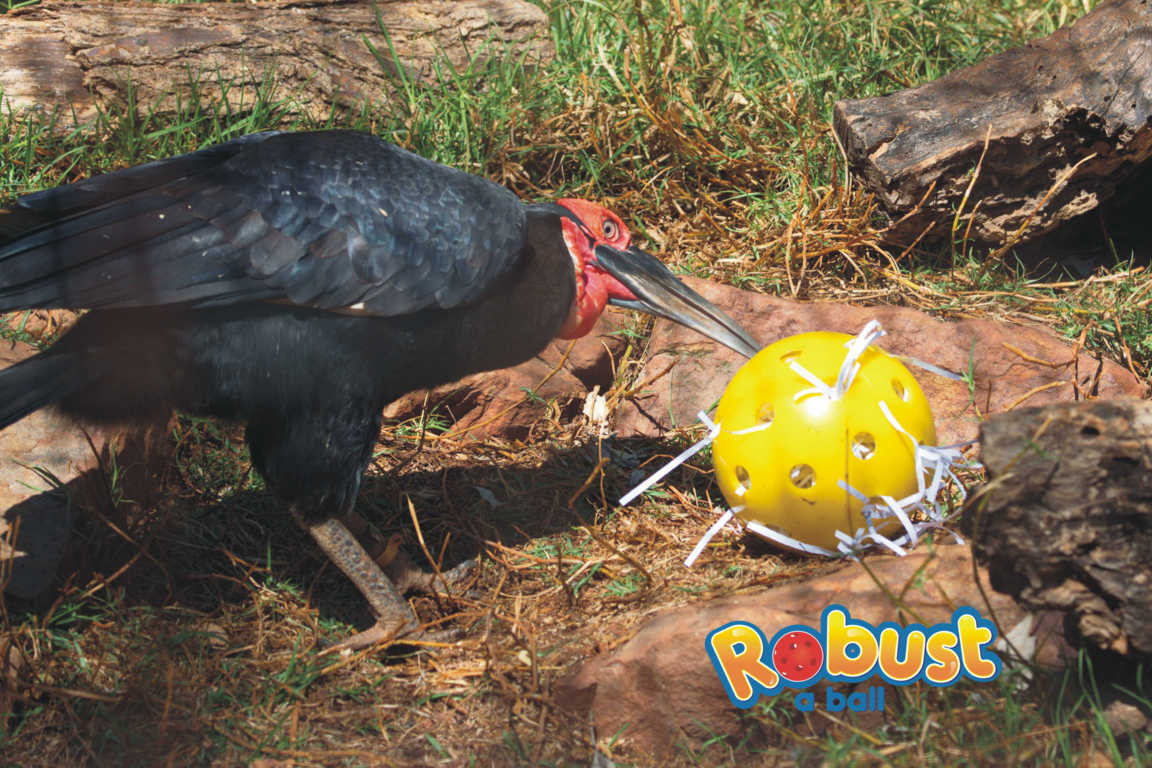 Hornbill with Original Large Robust a Ball