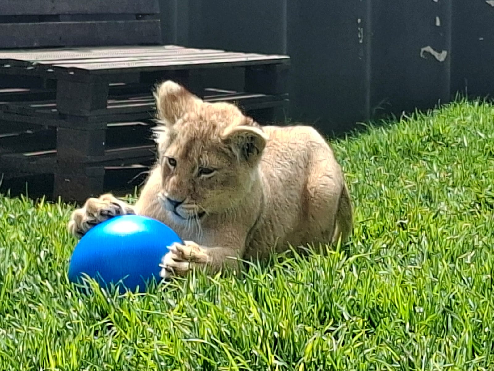 IMG-20251212-Lion Chase Robust a Ball