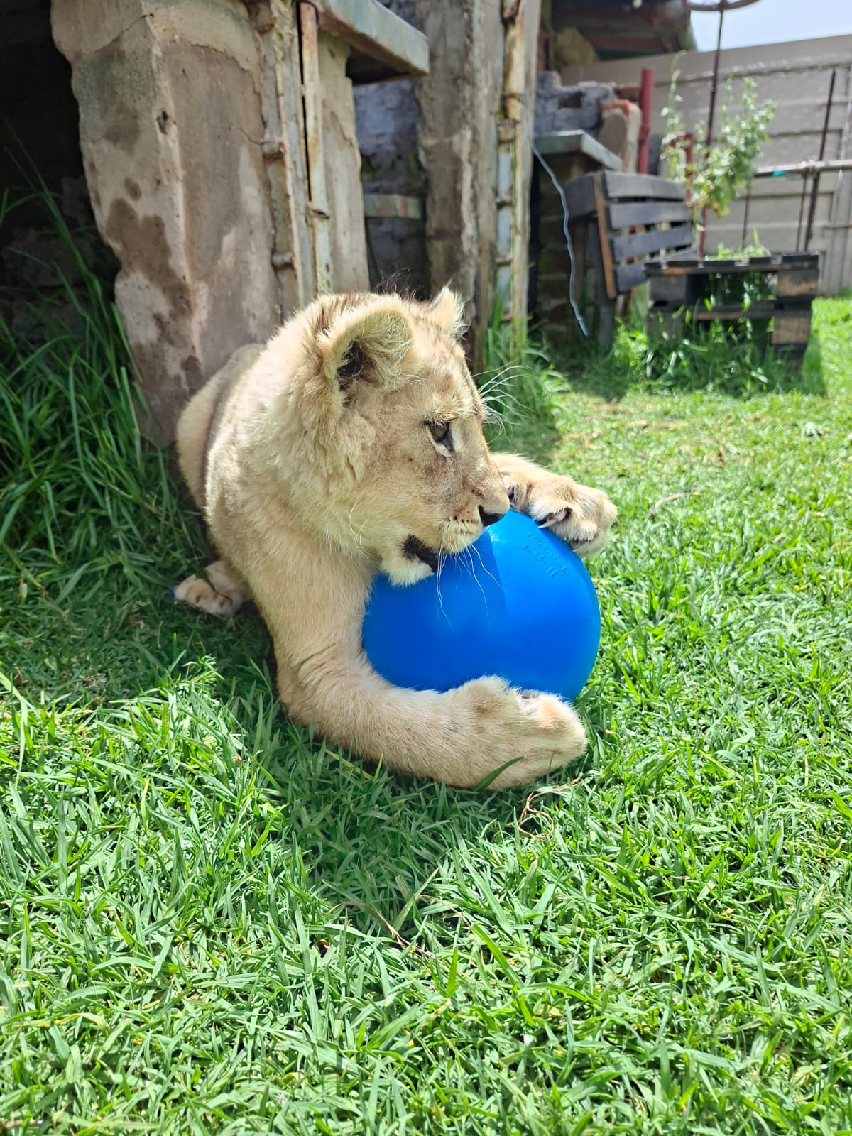 IMG-20251212-Chase Lion Cub Chase Robust a Ball