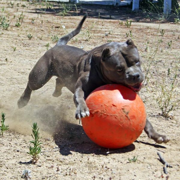 Herding 50cm Robust a Ball
