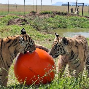 Mega Lion Robust a Ball