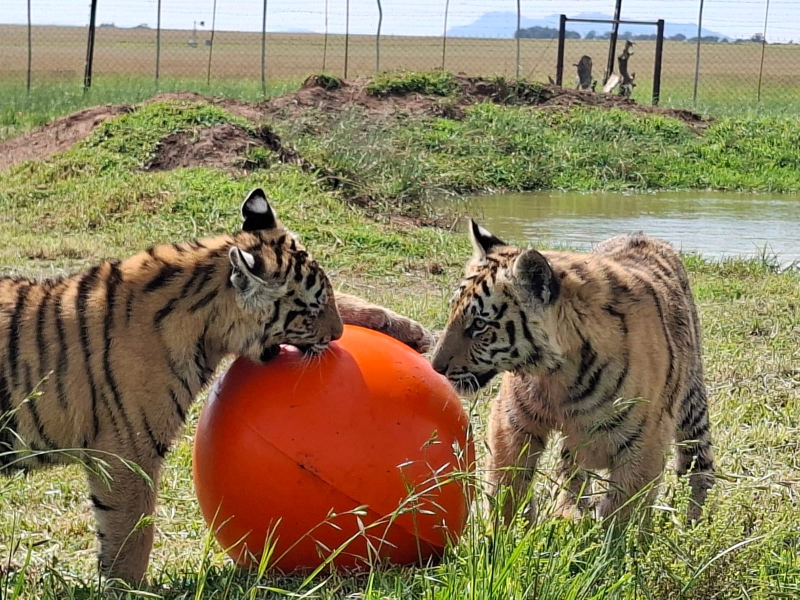 Mega Lion Robust a Ball